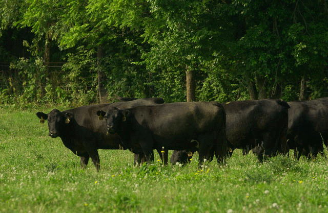 Beef cattle