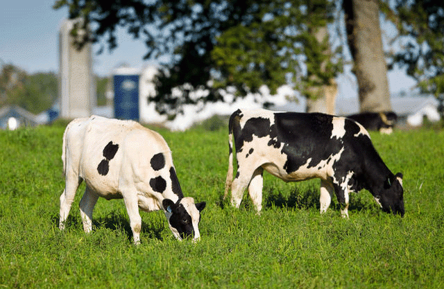 Dairy cows