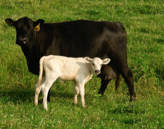 Two cows in a field